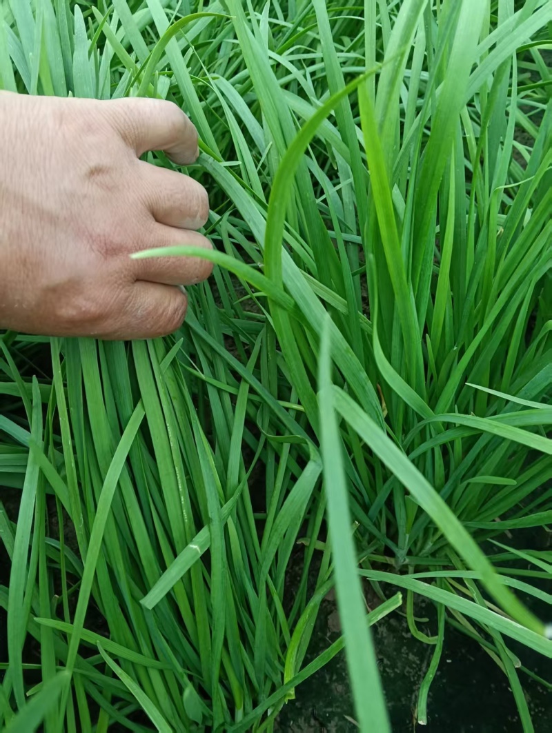 平茬精品二刀