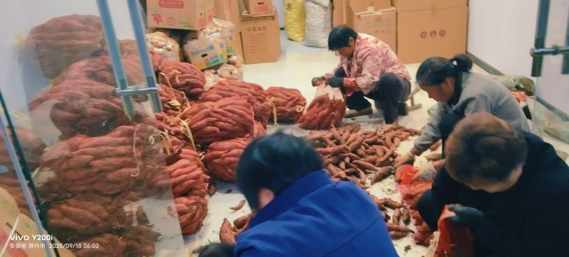 安徽沙地西瓜红蜜薯