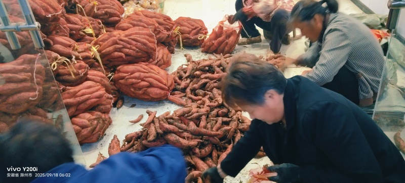 安徽沙地西瓜红蜜薯