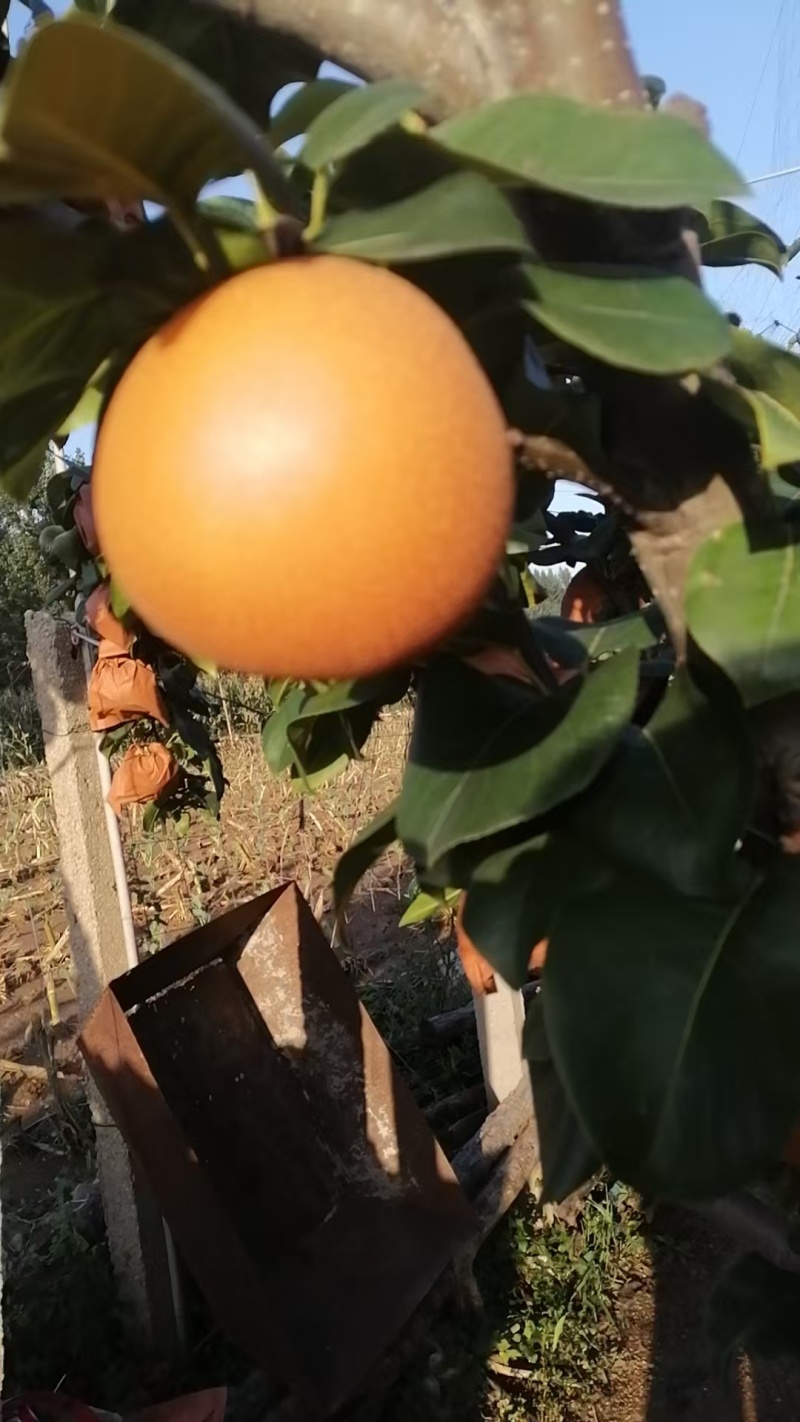 自家梨园种植
