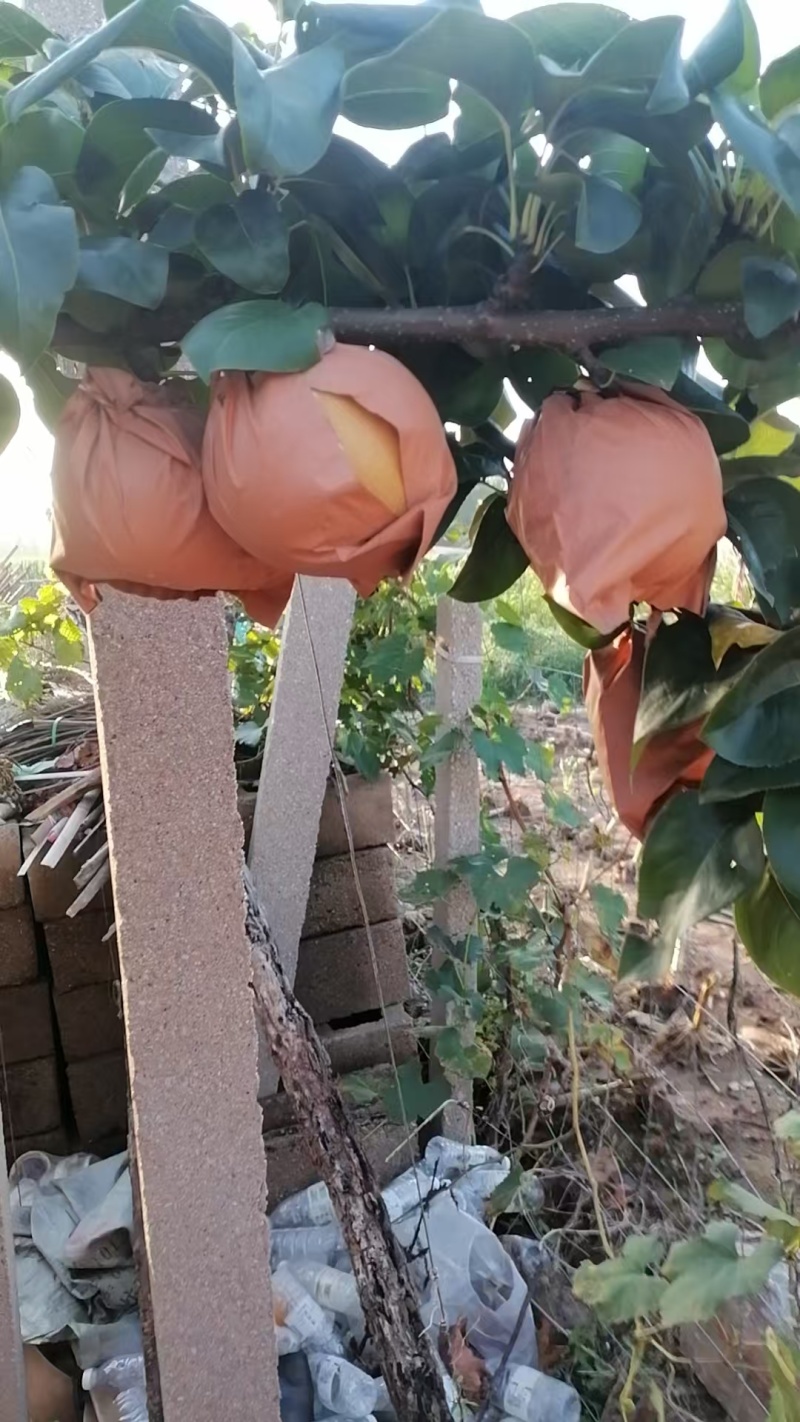 自家梨园种植