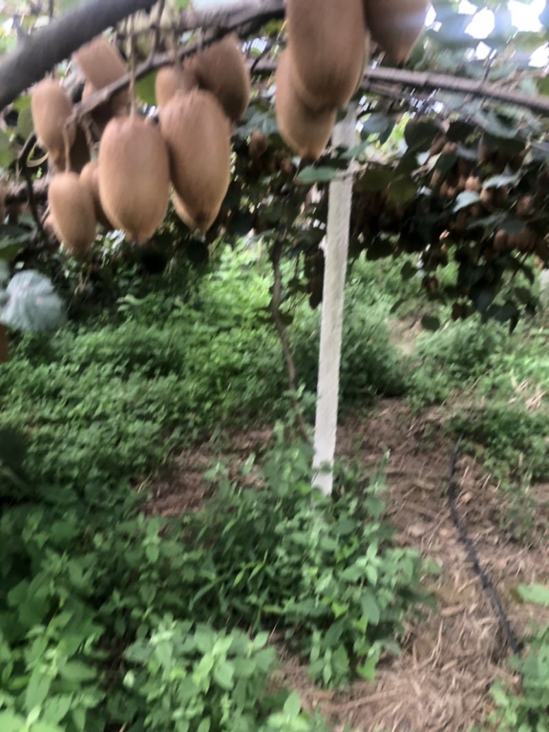 绿心猕猴桃又香又甜口感好
