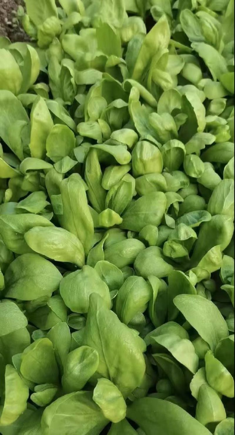 大叶茼蒿大量有货无虫眼皮质好欢迎进店