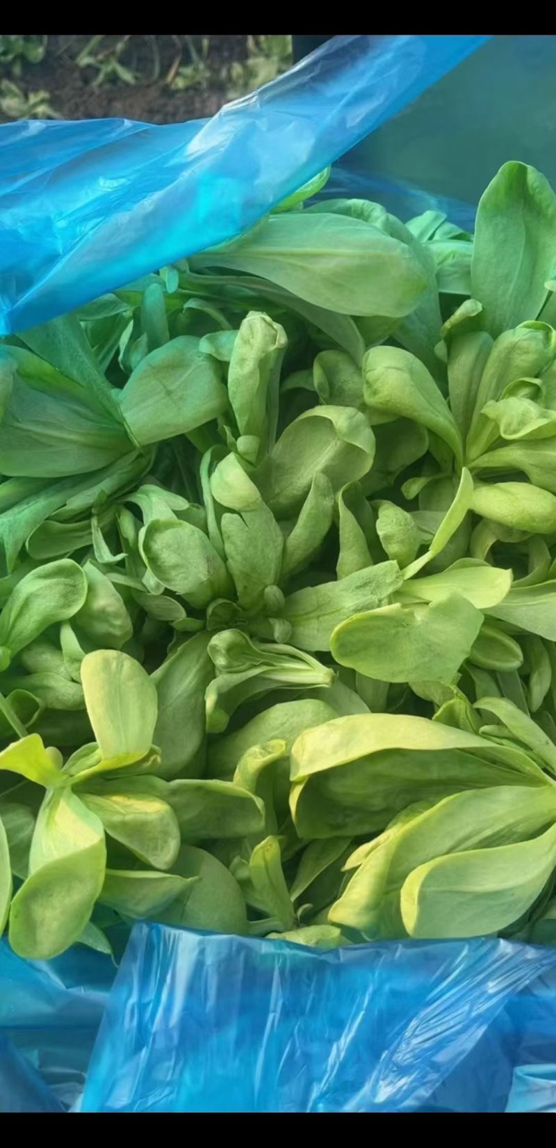 大叶茼蒿大量有货无虫眼皮质好欢迎进店