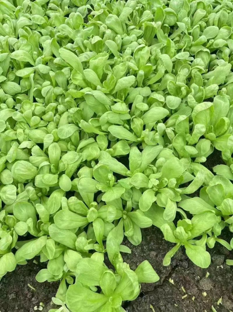 大叶茼蒿大量有货无虫眼皮质好欢迎进店