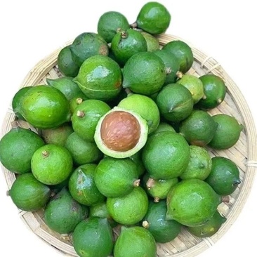夏威夷果现摘新鲜现吃，生果青皮果