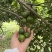 夏威夷果现摘新鲜现吃，生果青皮果