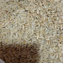 黄瓜子药食同源干货2斤包邮量大优惠
