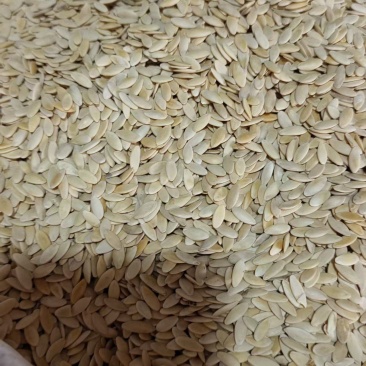 黄瓜子药食同源干货2斤包邮量大优惠