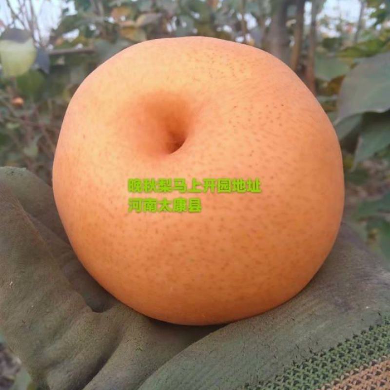 晚秋梨