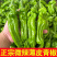 新鲜现摘薄皮微辣青椒芜湖椒虎皮椒皱皮椒尖椒新鲜蔬菜整箱批