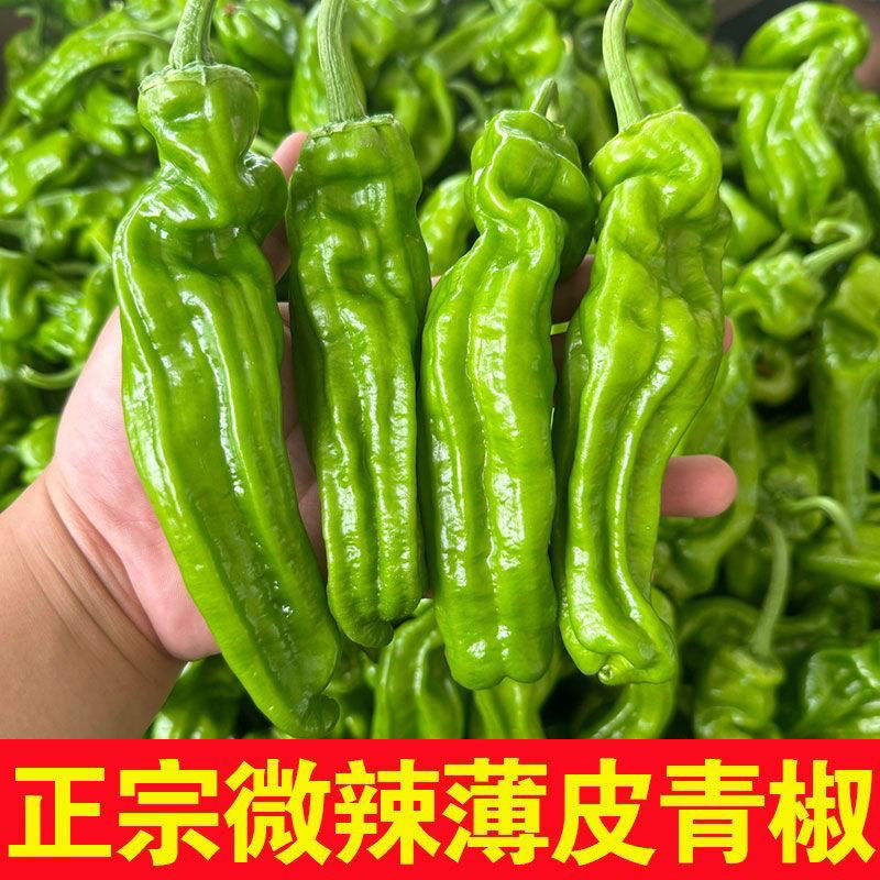新鲜现摘薄皮微辣青椒芜湖椒虎皮椒皱皮椒尖椒新鲜蔬菜整箱批