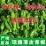 新鲜现摘薄皮微辣青椒芜湖椒虎皮椒皱皮椒尖椒新鲜蔬菜整箱批