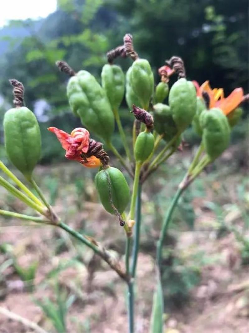 新鲜野生射干中药乌扇剪刀草野萱花