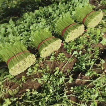 芹菜大量上市