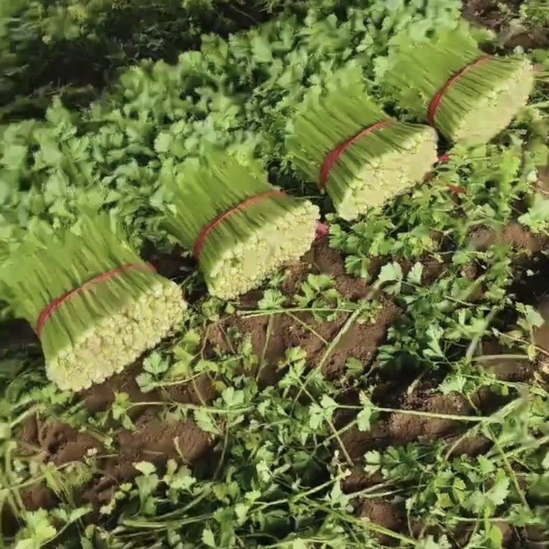 芹菜大量上市