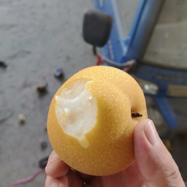 秋月梨，平均一斤