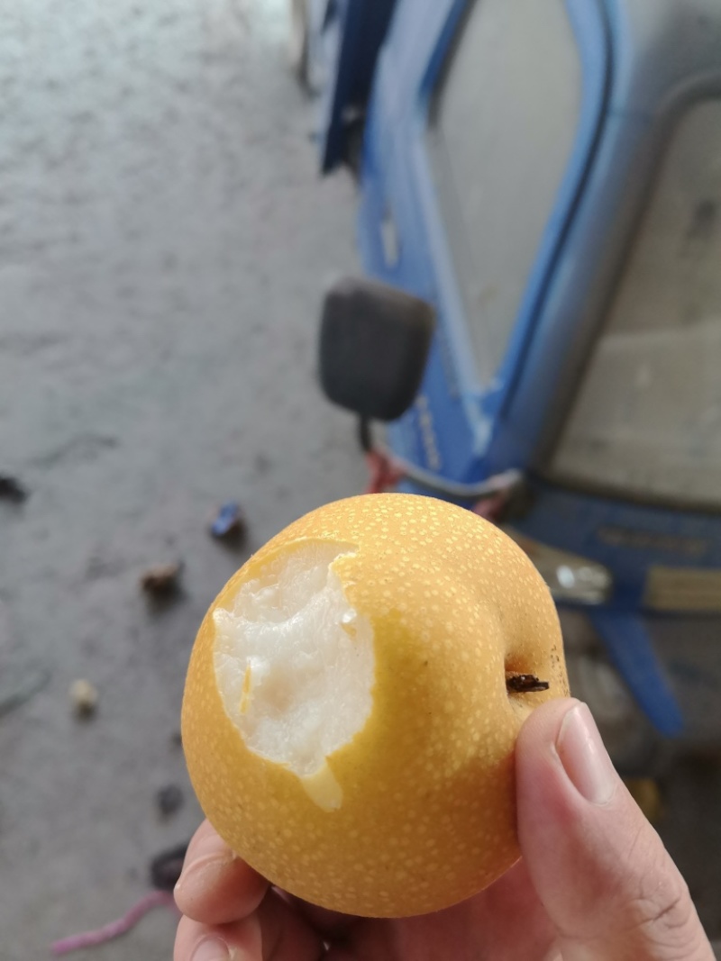 秋月梨，平均一斤