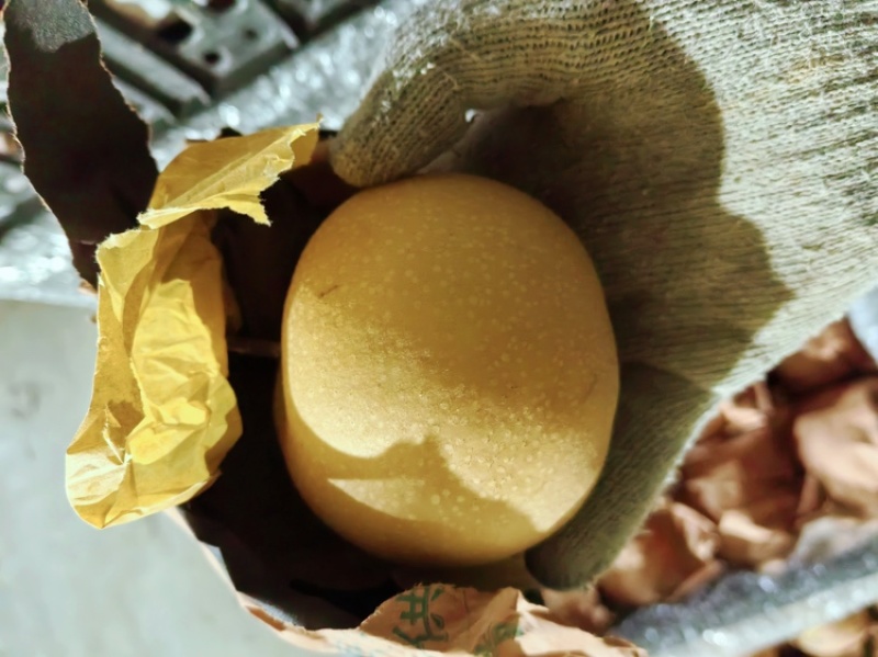 秋月梨，平均一斤