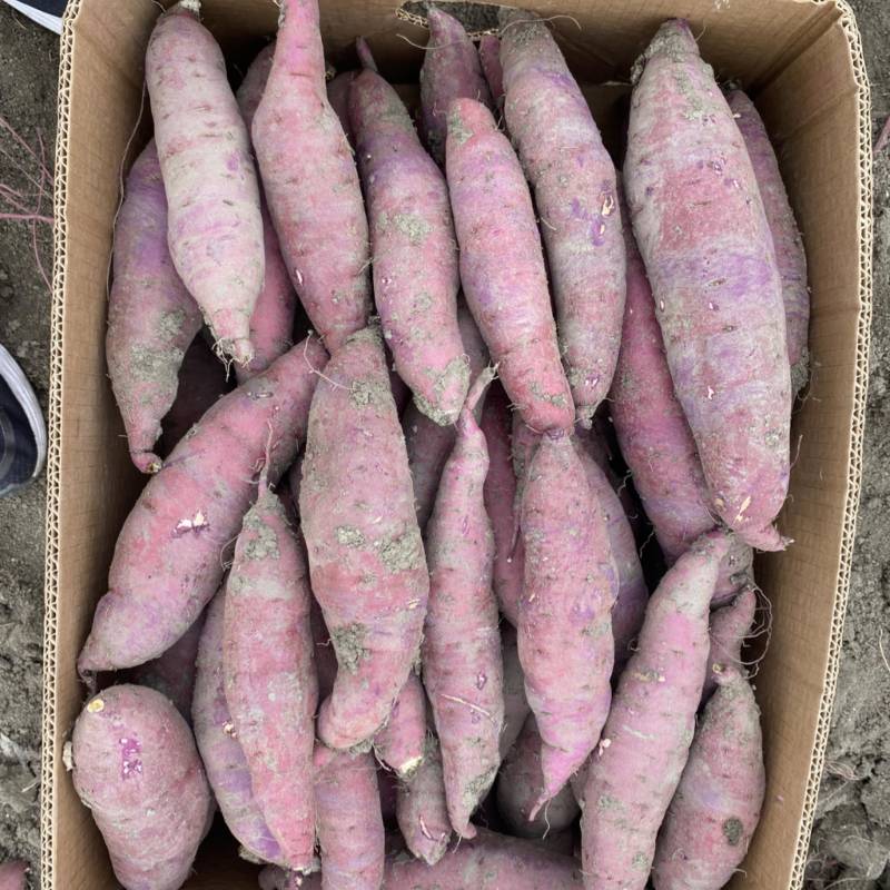 红瑶蜜薯、玛莎莉蜜薯，禾6、金海美秀，甜度高质量稳定