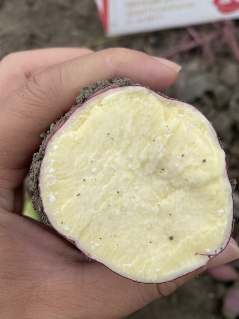 红瑶蜜薯、玛莎莉蜜薯，禾6、金海美秀，甜度高质量稳定