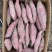 红瑶蜜薯、玛莎莉蜜薯，禾6、金海美秀，甜度高质量稳定
