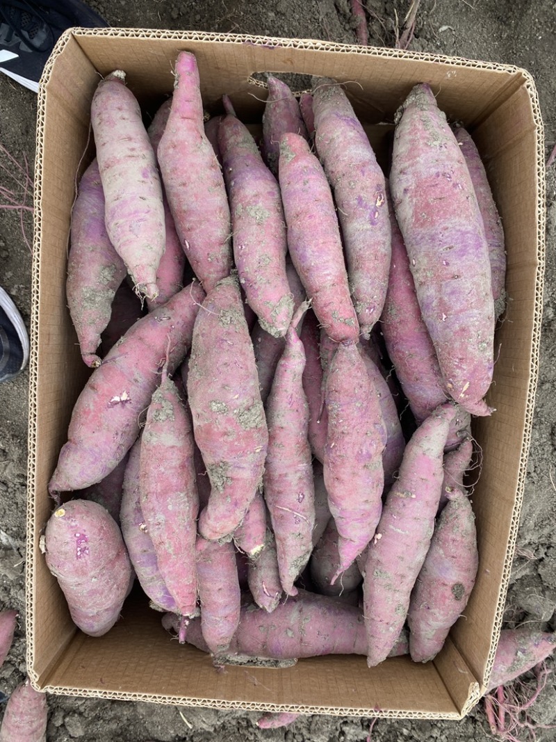红瑶蜜薯、玛莎莉蜜薯，禾6、金海美秀，甜度高质量稳定