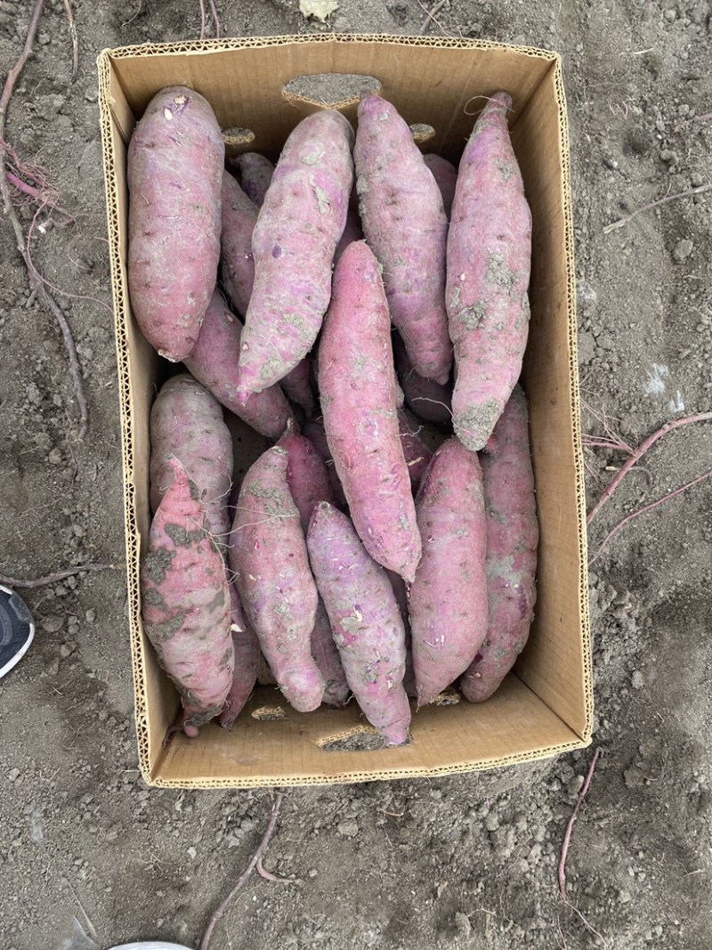 红瑶蜜薯、玛莎莉蜜薯，禾6、金海美秀，甜度高质量稳定