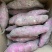 红瑶蜜薯、玛莎莉蜜薯，禾6、金海美秀，甜度高质量稳定
