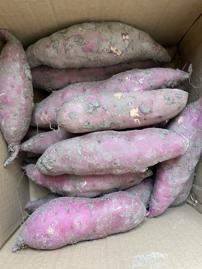 红瑶蜜薯、玛莎莉蜜薯，禾6、金海美秀，甜度高质量稳定