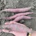 红瑶蜜薯、玛莎莉蜜薯，禾6、金海美秀，甜度高质量稳定