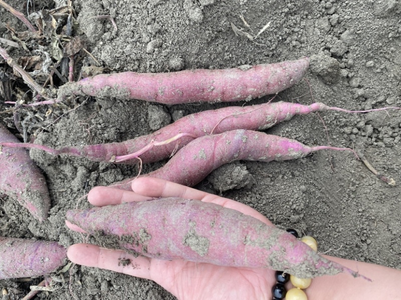红瑶蜜薯、玛莎莉蜜薯，禾6、金海美秀，甜度高质量稳定