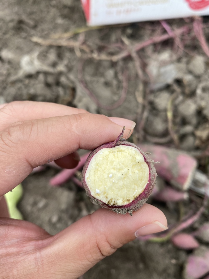 红瑶蜜薯、玛莎莉蜜薯，禾6、金海美秀，甜度高质量稳定