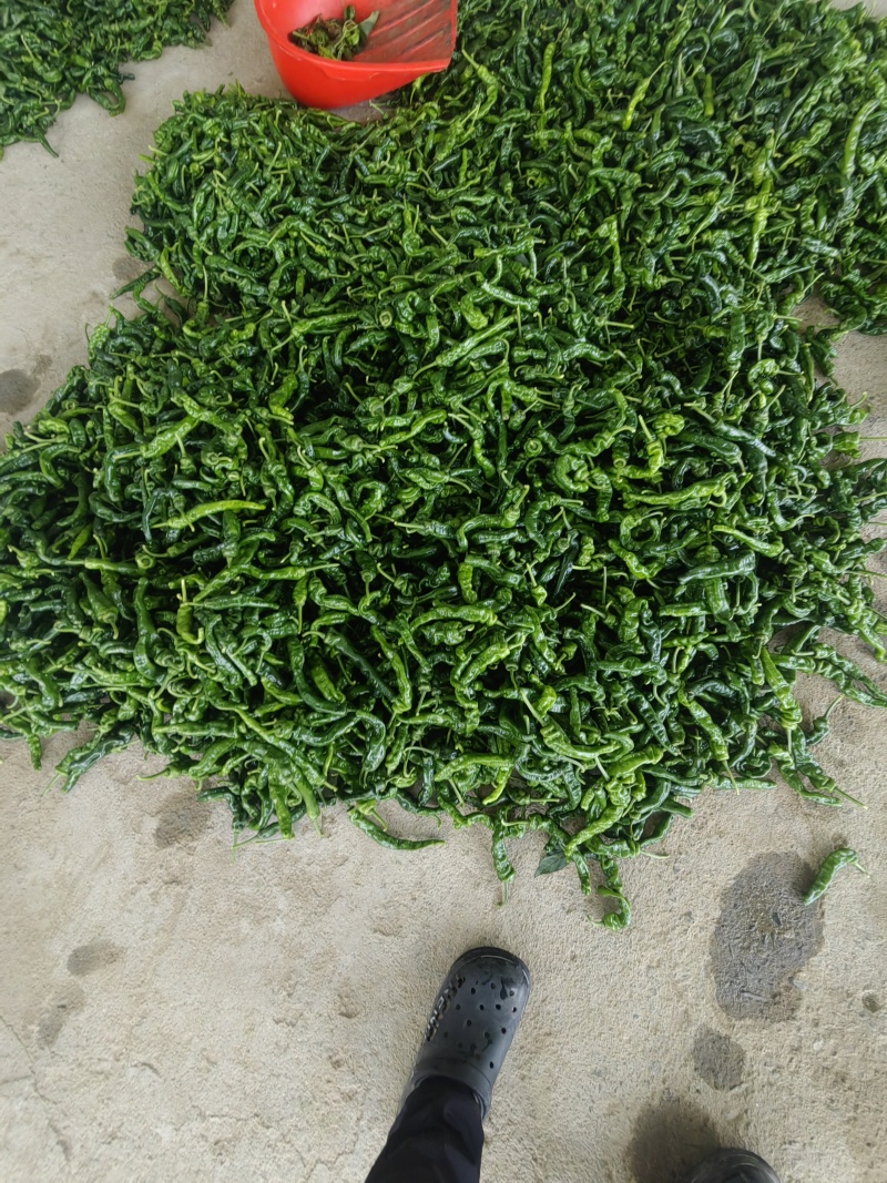 皱皮