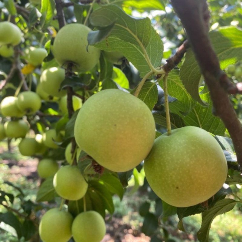 广西桂林青皮山楂果