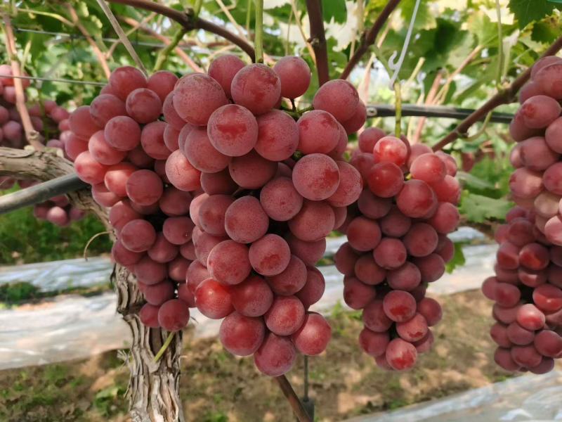 陕西渭南大荔妮娜皇葡萄大量供应，颜色红，颗粒大，口感香甜