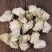 中药材无硫木槿花白木槿花干花正品白木槿花包邮篱障