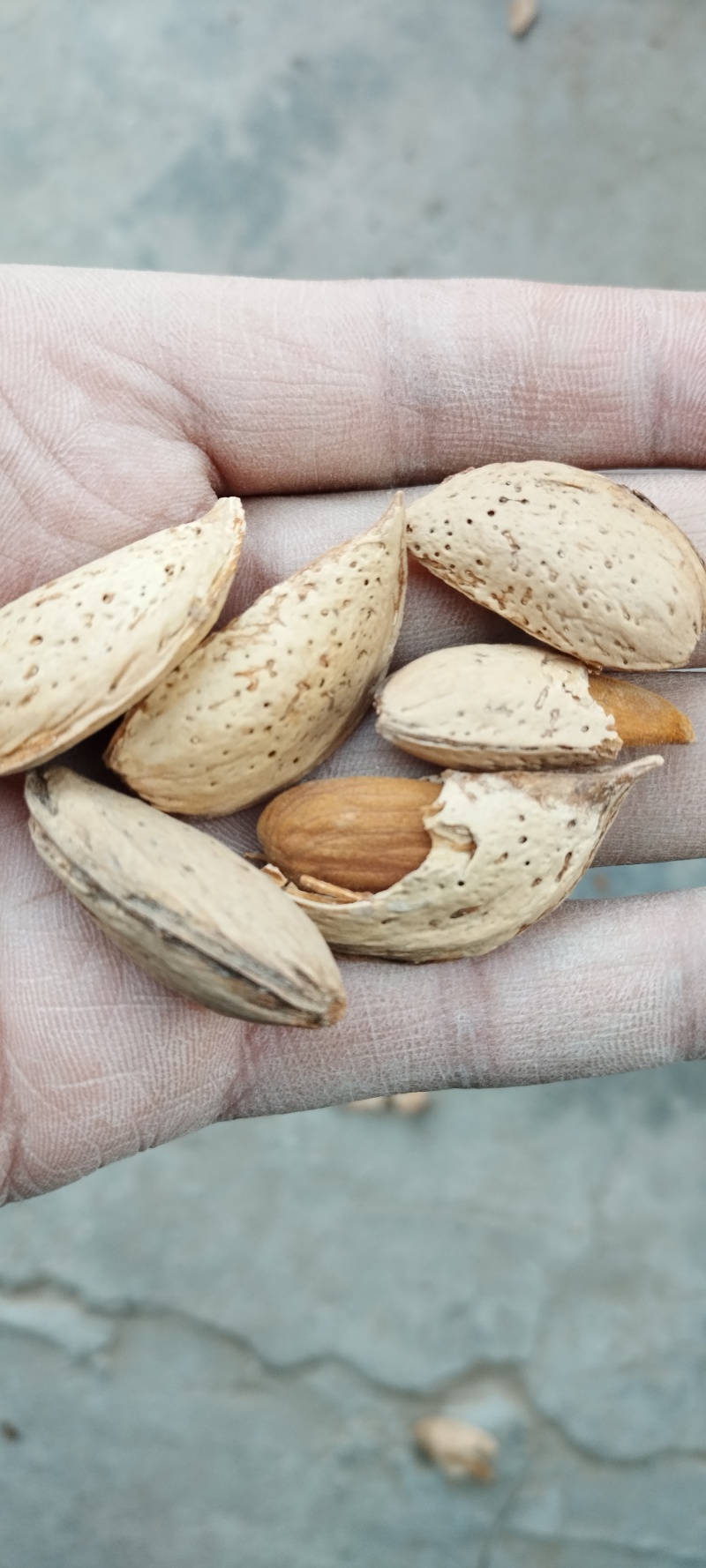 新疆刀果巴旦木厚壳原味生巴旦木自然风干***剂产地直销