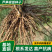 【电商用苗】批发春季芦笋根苗四季有货地栽苗通货