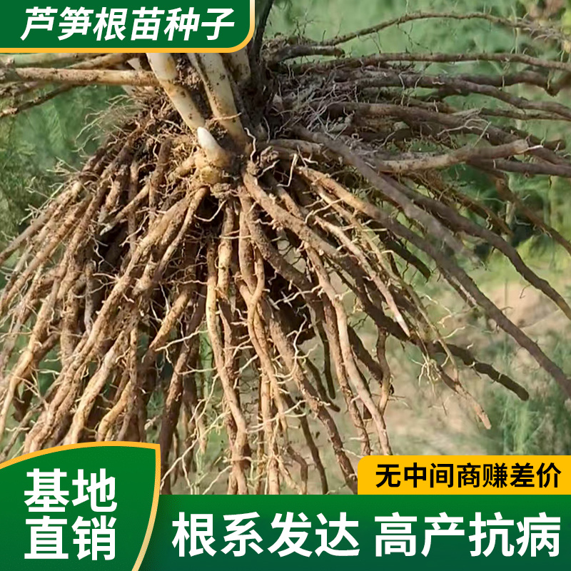 【电商用苗】批发春季芦笋根苗四季有货地栽苗通货