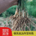 【电商用苗】批发春季芦笋根苗四季有货地栽苗通货