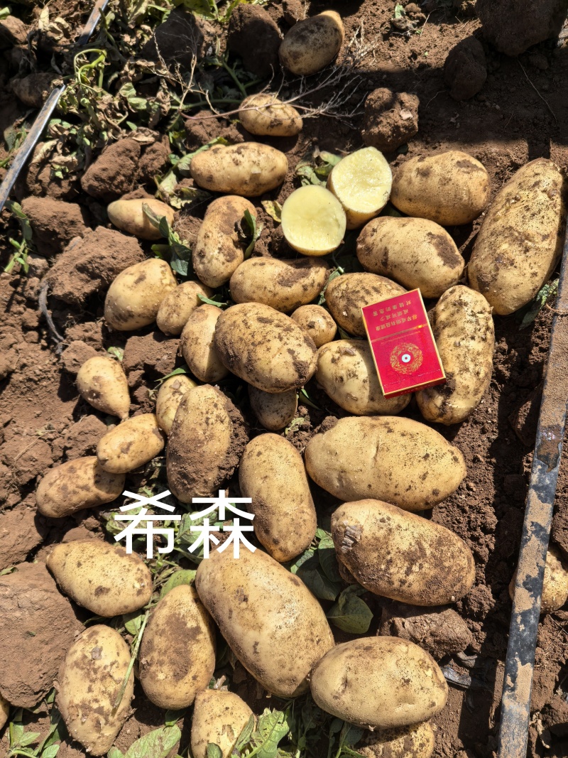 黄皮黄心土豆