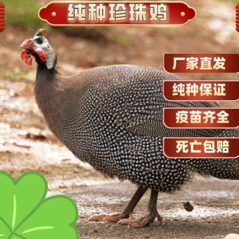 脱温珍珠鸡苗3-4两发货，可一件代发