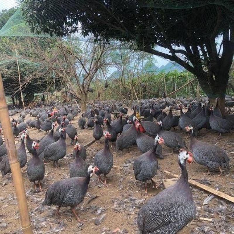 脱温珍珠鸡苗3-4两发货，可一件代发