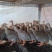 脱温珍珠鸡苗3-4两发货，可一件代发