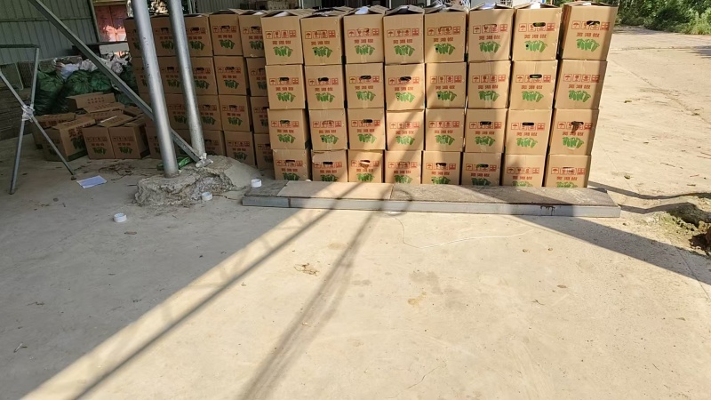 芜湖椒薄皮椒对接批发市场采购商超电商等全国可走货