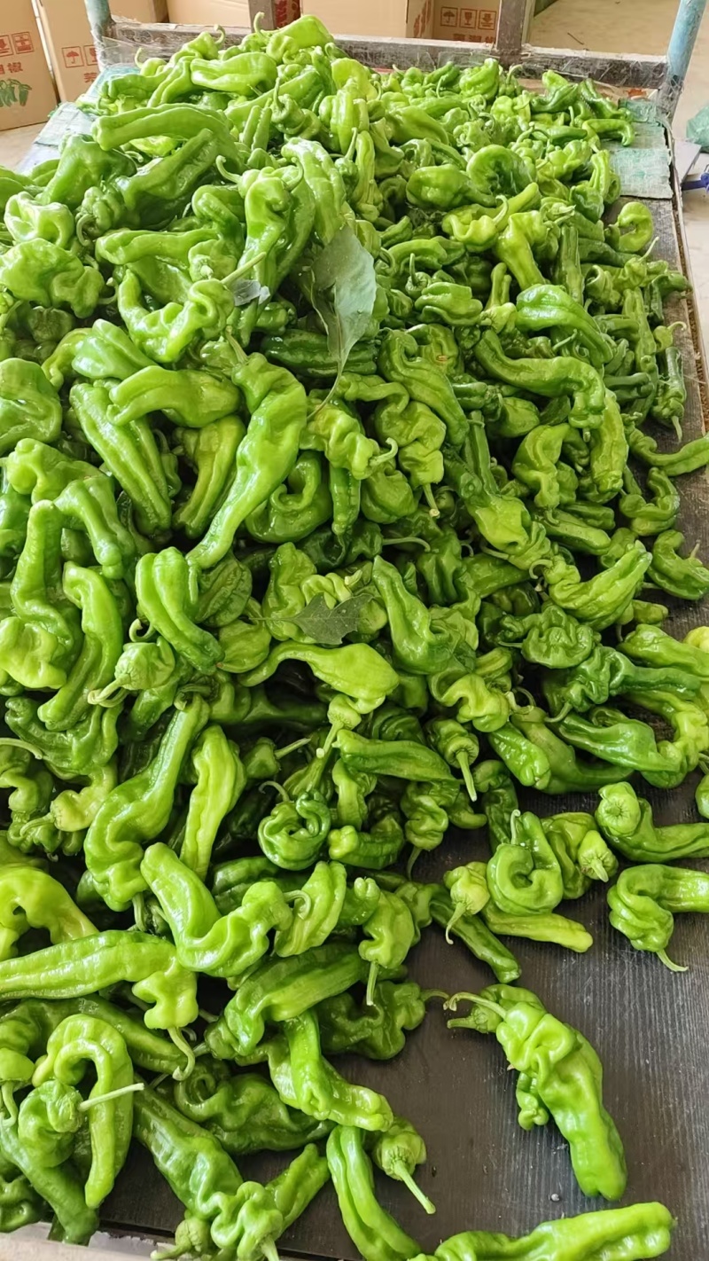 芜湖椒薄皮椒对接批发市场采购商超电商等全国可走货