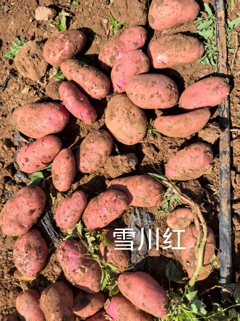 黄皮黄心土豆
