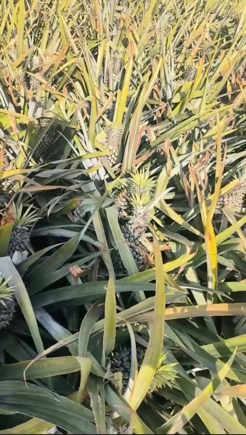 凭果说话，用心服务顾客。