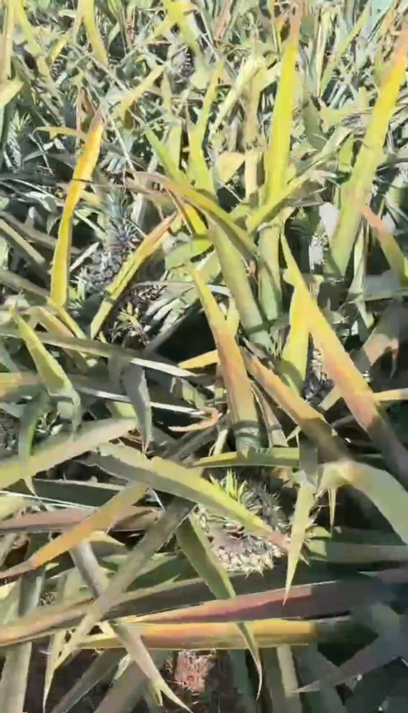 凭果说话，用心服务顾客。